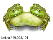 Conjoined twins or siamese twin symbol as two frogs fused and joined together  as a mutation in nature or due to environmental pollution defect in a 3D illustration style. Стоковое фото, агентство Ingram Publishing / Фотобанк Лори