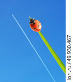 Ladybug and airplane on sky background. Conceptual design. Стоковое фото, агентство Ingram Publishing / Фотобанк Лори
