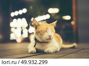 sleepy cat on wooden ground. Стоковое фото, агентство Ingram Publishing / Фотобанк Лори