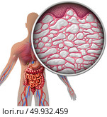 Interstitium human body anatomy with organs concept as connective tissue with comparments filled with fluid as a microcopic close with 3D illustration elements. Стоковое фото, агентство Ingram Publishing / Фотобанк Лори