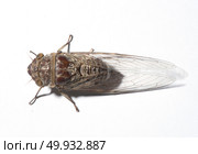 Cicadidae, isolated on white background. Стоковое фото, агентство Ingram Publishing / Фотобанк Лори