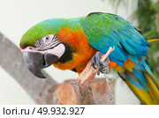 blue-and-yellow macaws (ara ararauna) perched in the jungle. Стоковое фото, агентство Ingram Publishing / Фотобанк Лори