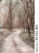 tropical forest, road to the nature site. Стоковое фото, агентство Ingram Publishing / Фотобанк Лори
