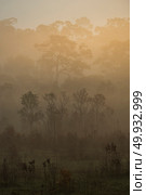morning fog in dense tropical rainforest, Thailand. Стоковое фото, агентство Ingram Publishing / Фотобанк Лори