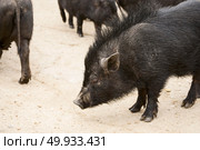 Vietnamese pigs on rural yard. Vietnamese pigs. Стоковое фото, агентство Ingram Publishing / Фотобанк Лори