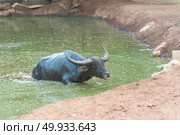 water buffalo. Стоковое фото, агентство Ingram Publishing / Фотобанк Лори