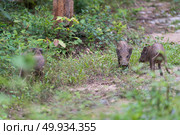 The baby wild boar herds. Стоковое фото, агентство Ingram Publishing / Фотобанк Лори