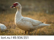 Duck in farm, black and white process filter. Стоковое фото, агентство Ingram Publishing / Фотобанк Лори