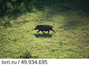 wild pig walking in the grassland. Стоковое фото, агентство Ingram Publishing / Фотобанк Лори
