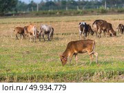 Herd of cattle grazing in green pasture. Стоковое фото, агентство Ingram Publishing / Фотобанк Лори