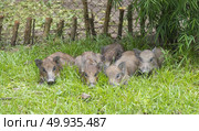wild boar sleeping on the green grassland. Стоковое фото, агентство Ingram Publishing / Фотобанк Лори