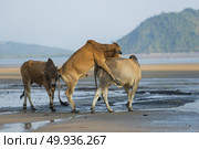 Family of Zebu cattle walking along the beach of Zanzibar. Cow and bull with a calf. Стоковое фото, агентство Ingram Publishing / Фотобанк Лори