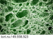 Biological texture. Element of design. Стоковое фото, агентство Ingram Publishing / Фотобанк Лори