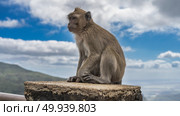 The crab-eating monkey is sitting on the top of the fence, looking into the distance. Profile view. Fluffy beige fur, paws, fingers, eyes, ears, and a tuft on his head are visible. Blue sky, clouds. Стоковое фото, фотограф Вера Ивановна Кубарева / Фотобанк Лори