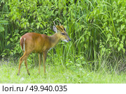 Muntiacus muntjak or fea’s barking deer or so called fea’s muntjac with flowers in backgound. Стоковое фото, агентство Ingram Publishing / Фотобанк Лори