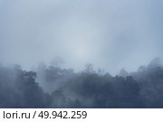 Forested mountain slope in low lying cloud with the evergreen conifers shrouded in mist in a scenic landscape view. Стоковое фото, агентство Ingram Publishing / Фотобанк Лори