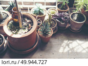 cactus flower pot in cafe, vintage filter image. Стоковое фото, агентство Ingram Publishing / Фотобанк Лори