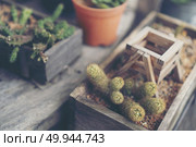 Collection of various cactus and succulent plants in different pots. Potted cactus house plants. Стоковое фото, агентство Ingram Publishing / Фотобанк Лори