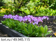 Delicate Primula sieboldii blooms in pastel shades of pink and lavender in a shaded spring garden, with lush scalloped leaves forming a neat rosette. Стоковое фото, фотограф Татьяна Терехина / Фотобанк Лори
