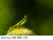 Extreme close up Praying Mantis or Mantis Religiosa, nature background. Стоковое фото, агентство Ingram Publishing / Фотобанк Лори
