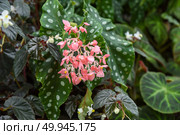 Polka dot begonia Begonia maculata with spotted green leaves and clusters of pink flowers in a lush tropical garden, captured in natural daylight. Стоковое фото, фотограф Татьяна Терехина / Фотобанк Лори