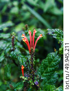Close-up of a Jacobinia suberecta plant with bright tubular orange-red flowers and dark green wrinkled leaves, captured in a lush garden setting. Стоковое фото, фотограф Татьяна Терехина / Фотобанк Лори