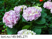 Lilac Hydrangea macrophylla in bloom, also known as Bigleaf Hydrangea or French Hydrangea. Vibrant flowers in garden, family Hydrangeaceae. Стоковое фото, фотограф Татьяна Терехина / Фотобанк Лори