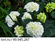 White Hydrangea macrophylla Florencia blooming in garden, also called Bigleaf or French Hydrangea. Decorative plant, family Hydrangeaceae. Стоковое фото, фотограф Татьяна Терехина / Фотобанк Лори