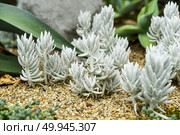 Close-up of white succulent plants Senecio haworthii growing in sandy soil, showing their velvety texture and unique form in a desert garden setting. Стоковое фото, фотограф Татьяна Терехина / Фотобанк Лори