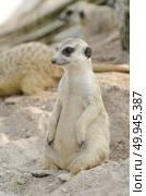 Portrait of Meerkat. Стоковое фото, агентство Ingram Publishing / Фотобанк Лори