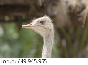 Ostrich head closeup. Стоковое фото, агентство Ingram Publishing / Фотобанк Лори
