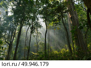 autumn sunlight breaks through the trees. Стоковое фото, агентство Ingram Publishing / Фотобанк Лори