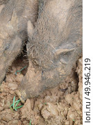 Wild pig. Стоковое фото, агентство Ingram Publishing / Фотобанк Лори