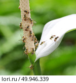 An anthurium flower spadix. Стоковое фото, агентство Ingram Publishing / Фотобанк Лори