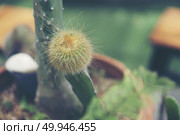 Collection of various cactus and succulent plants in different pots. Potted cactus house plants. Стоковое фото, агентство Ingram Publishing / Фотобанк Лори