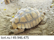 Giant tortoise walking galapagos island. Стоковое фото, агентство Ingram Publishing / Фотобанк Лори