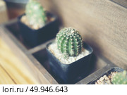 Cactus in ceramic pot on a wood table background. Стоковое фото, агентство Ingram Publishing / Фотобанк Лори