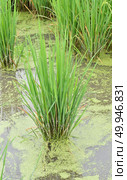 paddy agriculture. Стоковое фото, агентство Ingram Publishing / Фотобанк Лори