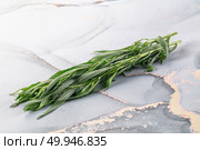 Fresh green estragon aroma stem. Стоковое фото, фотограф Андрей Старостин / Фотобанк Лори