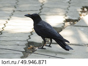 Thailand, Bangkok, Bangkok zoo, black crow (Corvus frugilegus) Стоковое фото, агентство Ingram Publishing / Фотобанк Лори