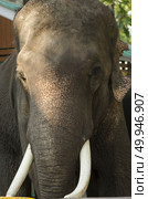Elephant close-up. Стоковое фото, агентство Ingram Publishing / Фотобанк Лори