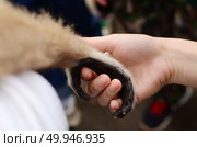Monkey and human handshake. Стоковое фото, агентство Ingram Publishing / Фотобанк Лори