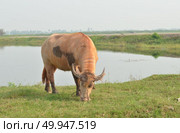 Albino buffalo (white buffalo) Стоковое фото, агентство Ingram Publishing / Фотобанк Лори