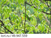 Birdin the nature. Стоковое фото, агентство Ingram Publishing / Фотобанк Лори