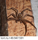 Detail of a tarantula spider. Стоковое фото, агентство Ingram Publishing / Фотобанк Лори