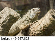 Iguana in the zoo open, Thailand. Стоковое фото, агентство Ingram Publishing / Фотобанк Лори