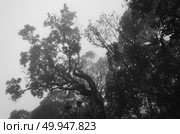 tropical rainforest,Khao Yai National Park Thailand. Стоковое фото, агентство Ingram Publishing / Фотобанк Лори