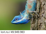 Blue Lizard with big eyes in closed up details, like small reptile with nice details on its painted body. Стоковое фото, агентство Ingram Publishing / Фотобанк Лори