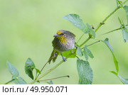 Streak-eared Bulbul (Pycnonotus blanfordi), Bird in nature. Стоковое фото, агентство Ingram Publishing / Фотобанк Лори