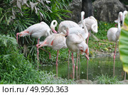 Flamingo. Стоковое фото, агентство Ingram Publishing / Фотобанк Лори
